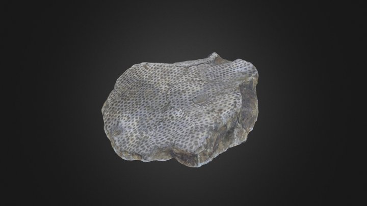 Bryozoan: Polypora elliptica (PRI 76722) – Modelo 3D gratuito STL