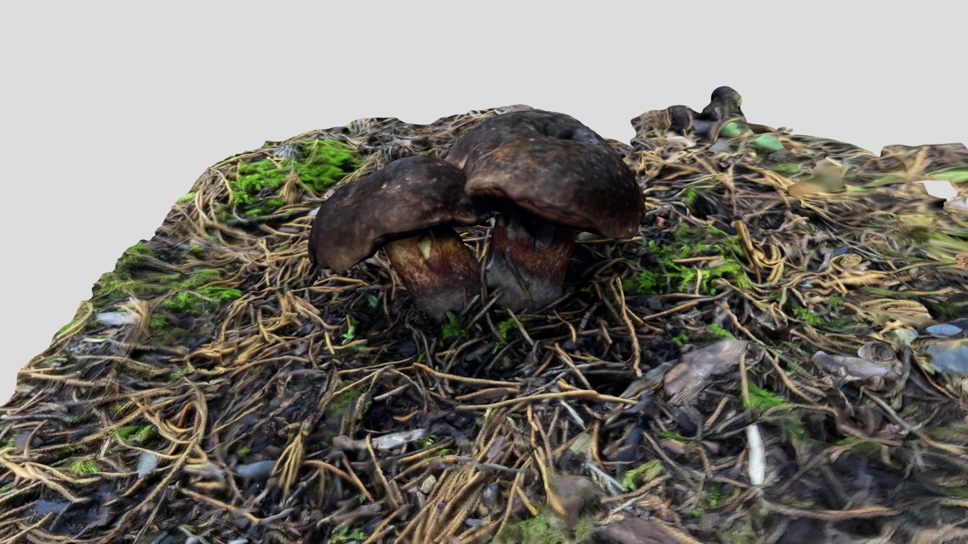 Boletus obscurumbrinus (オオコゲチャイロガワリ)