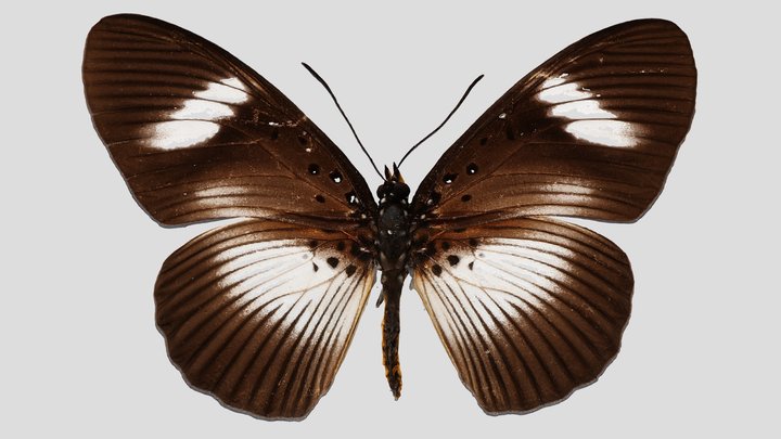 YPM ENT.420238 Butterfly, Pseudacraea eurytus