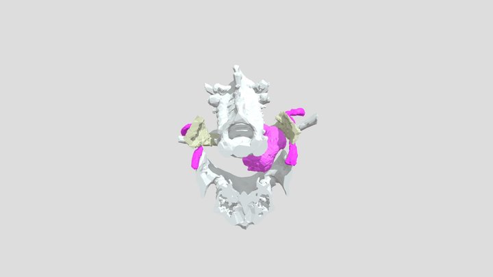 Dra Holguín caso de estudio 3D Model
