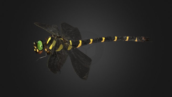 CC0 オニヤンマ ♀ Golden-ringed Dragonfly