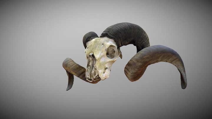 Cráneo de Carnero 3D Model