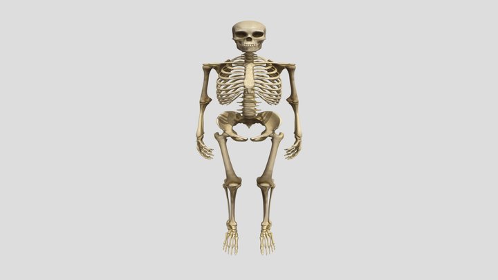 Skeleton 3D scene