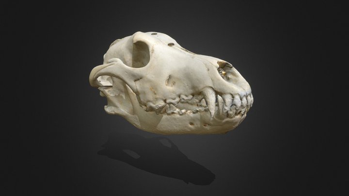 Wolf Skull 3D Model