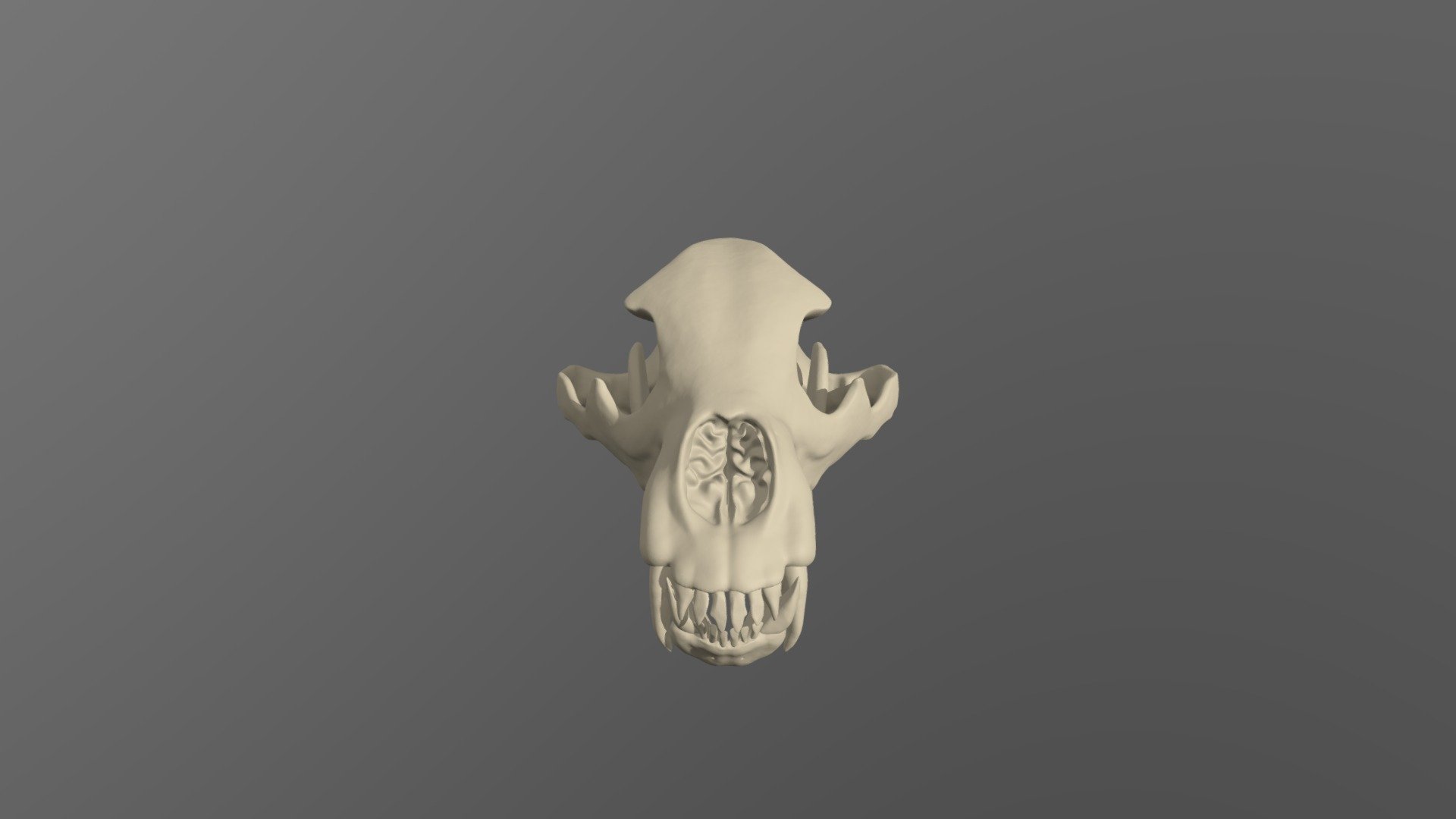 Grizzly Bear Skull - 3D model by marymillicent96 [a2c1ab5] - Sketchfab