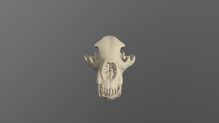 Grizzly Bear Skull 3D Model
