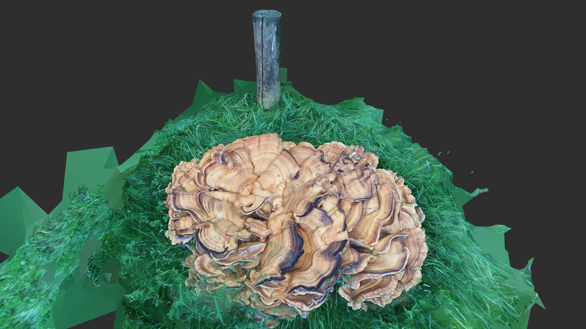 Giant Mushroom