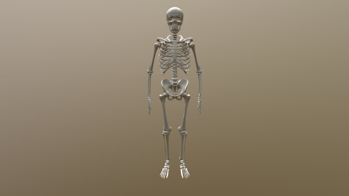 FINAL-SKELE-FBX FB Xfbx 22 3D Model