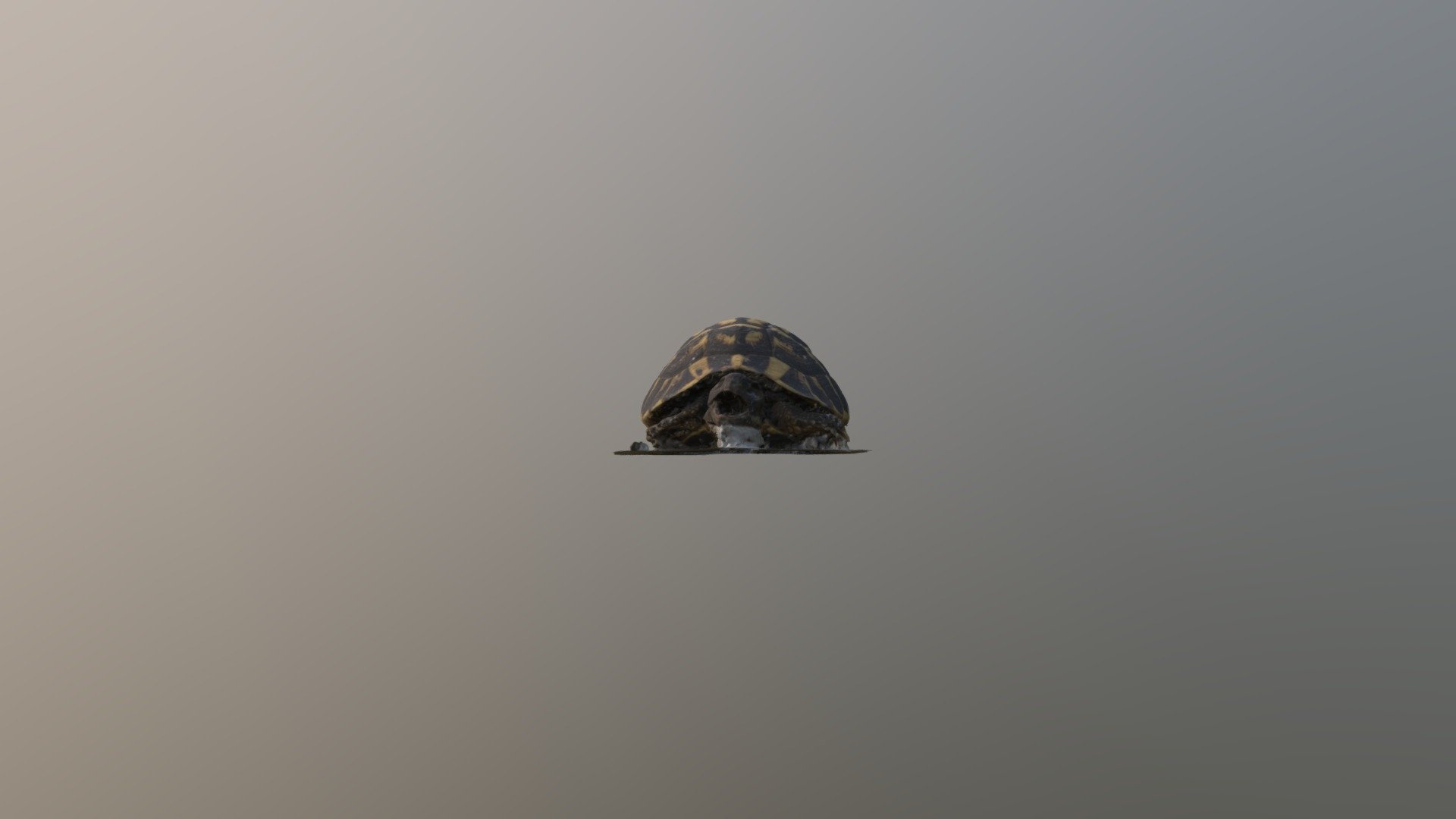 Tortuga Mediterranea