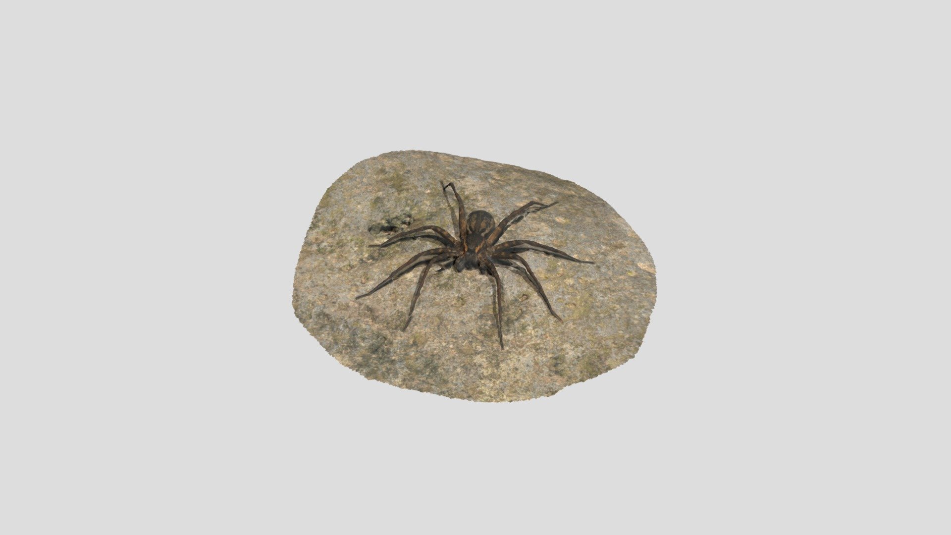 アオグロハシリグモ Dolomedes raptor