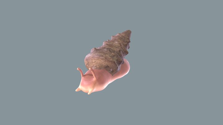 Gasteropode con Campanile Meneguzei 3D Model