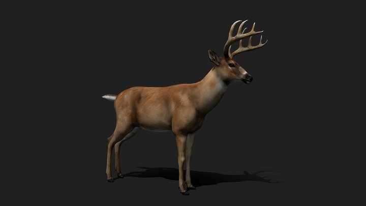 Realistic Buck / Deer / Alce / Cervo 3D Model