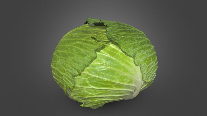 Cabbage 3D Model