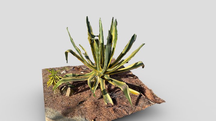Aloe vera cactus – Modelo 3D gratuito STL