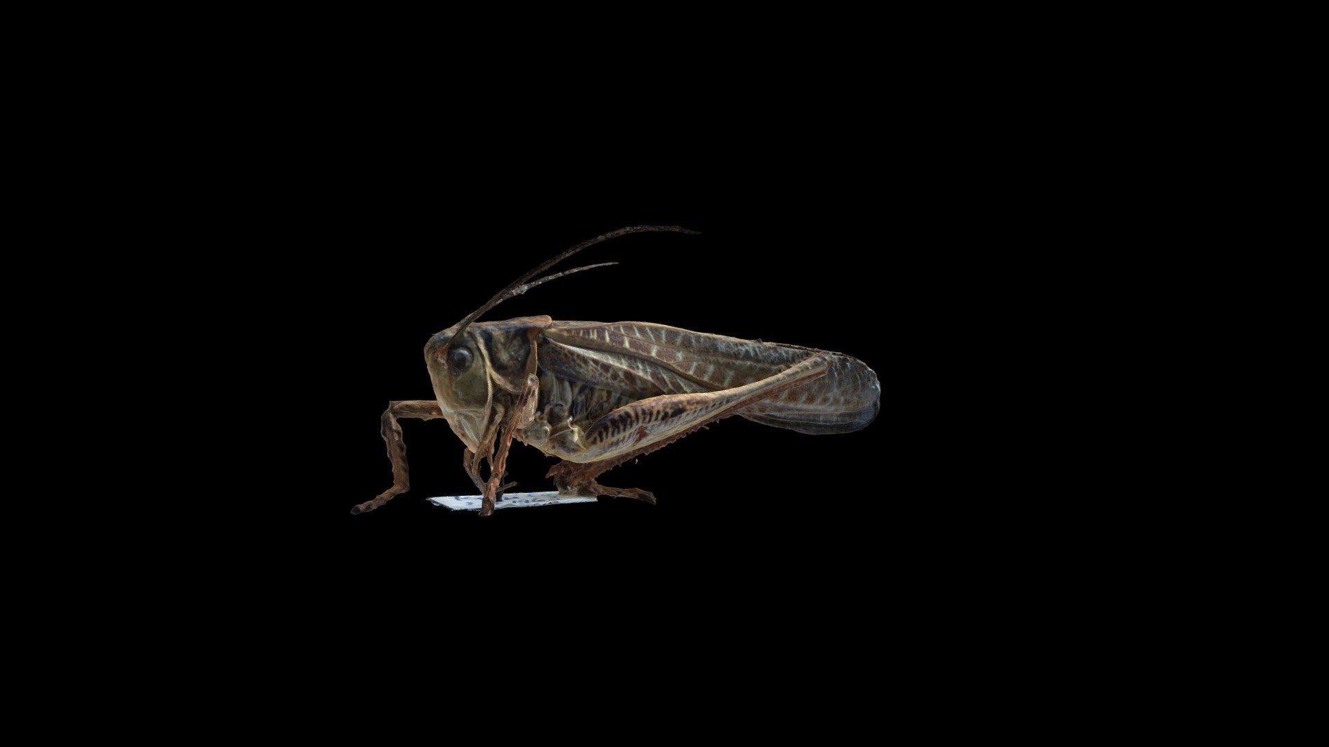 Decticus albifrons