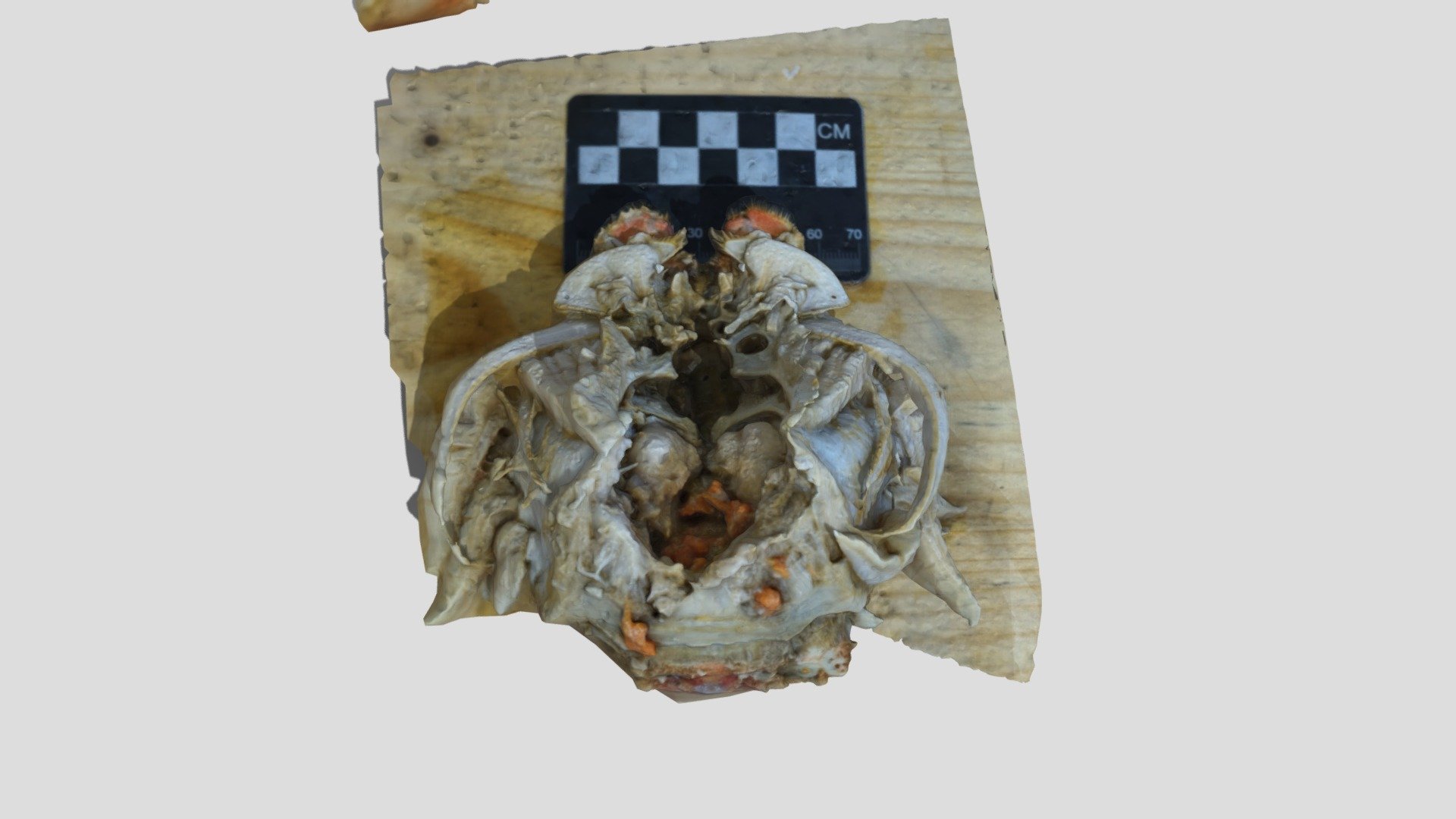 Crab 1