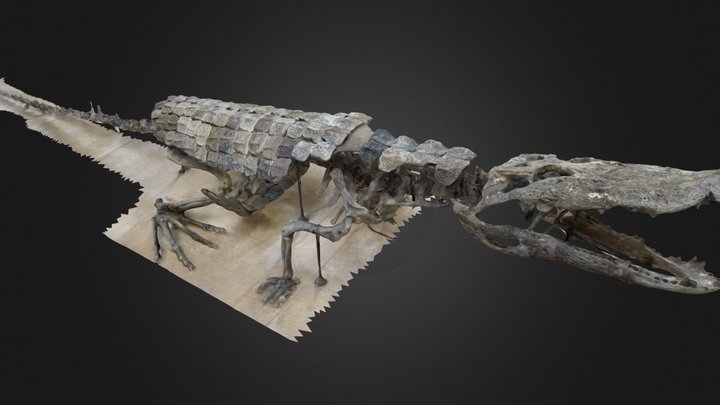 Diplocynodon ratelli – Modèle 3D gratuit STL