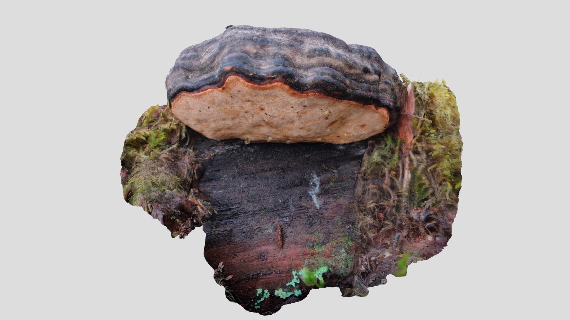 Kantokääpä (Fomitopsis pinicola)