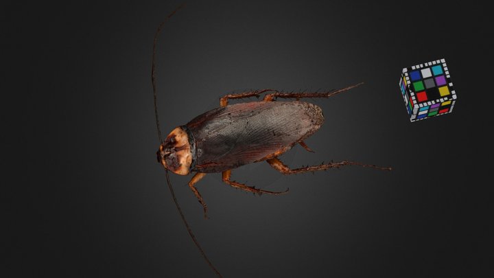Cockroach 3D models - Sketchfab