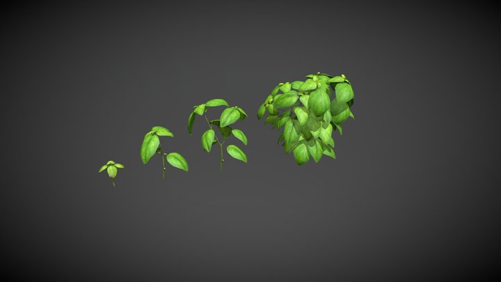 Basil Stage 1-4 3D Model