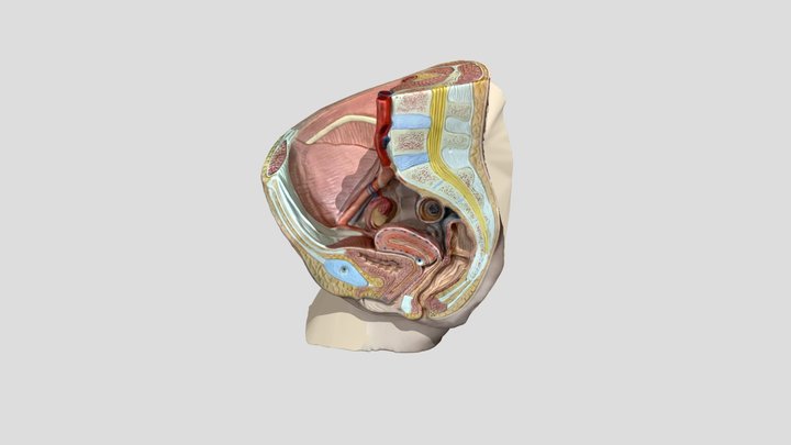 Sagittal Section of Female Pelvis 3D Model