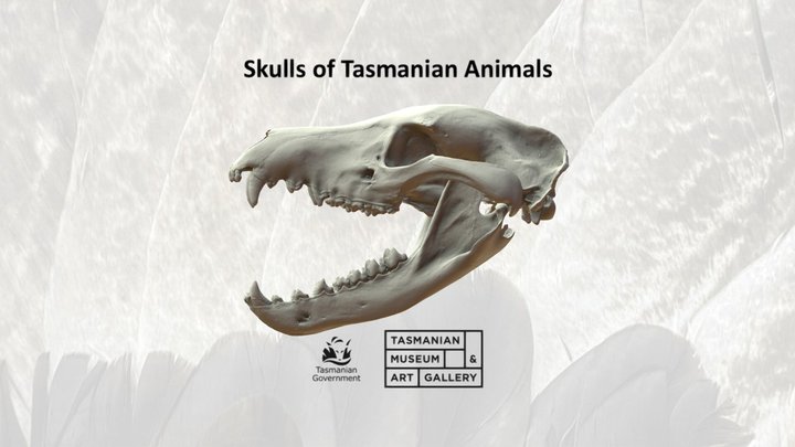 Thylacine skull 3D Model
