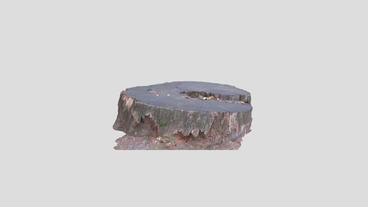 Pień 3D Model