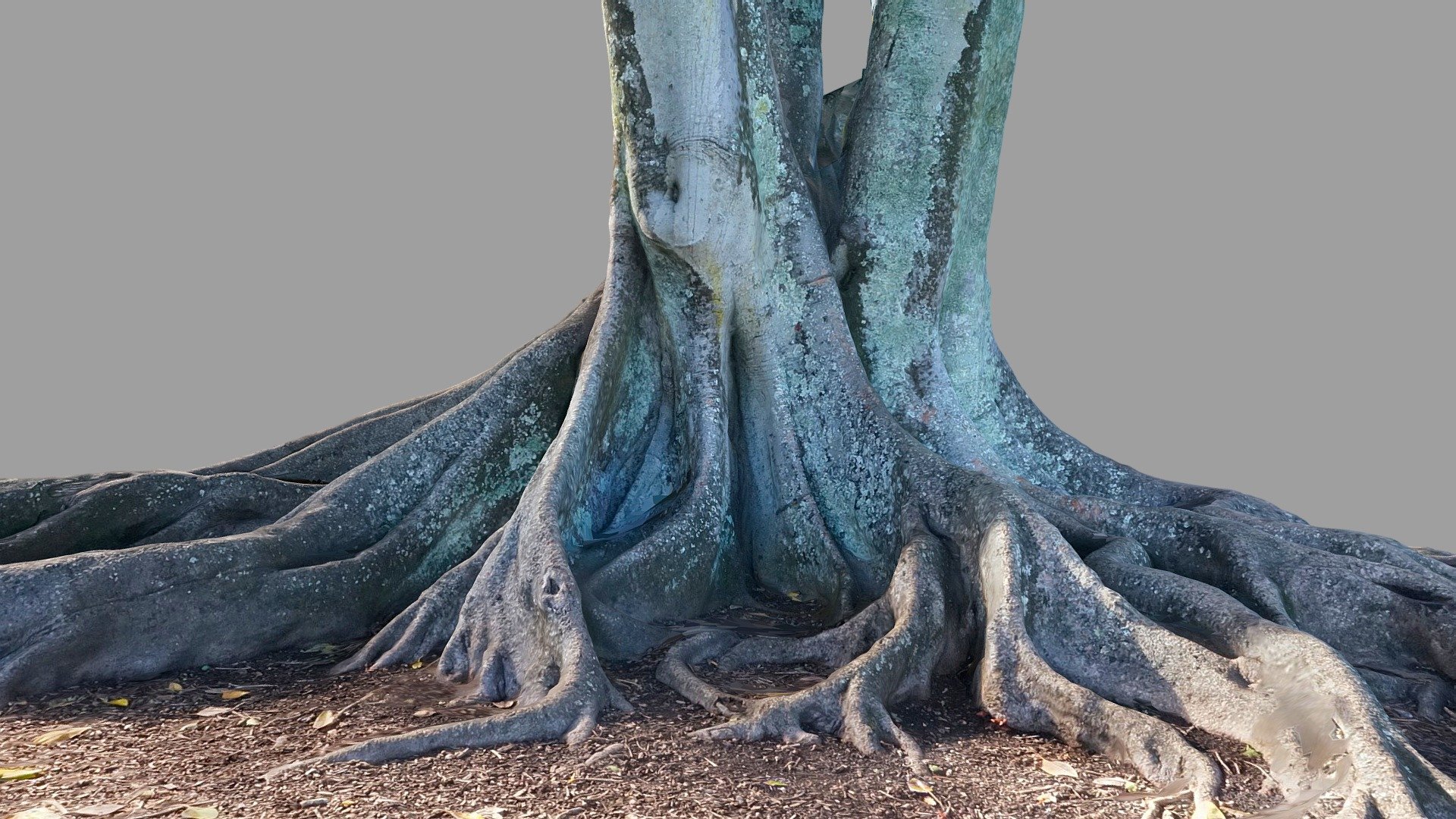 Moreton Bay Fig Tree 2 - low poly version