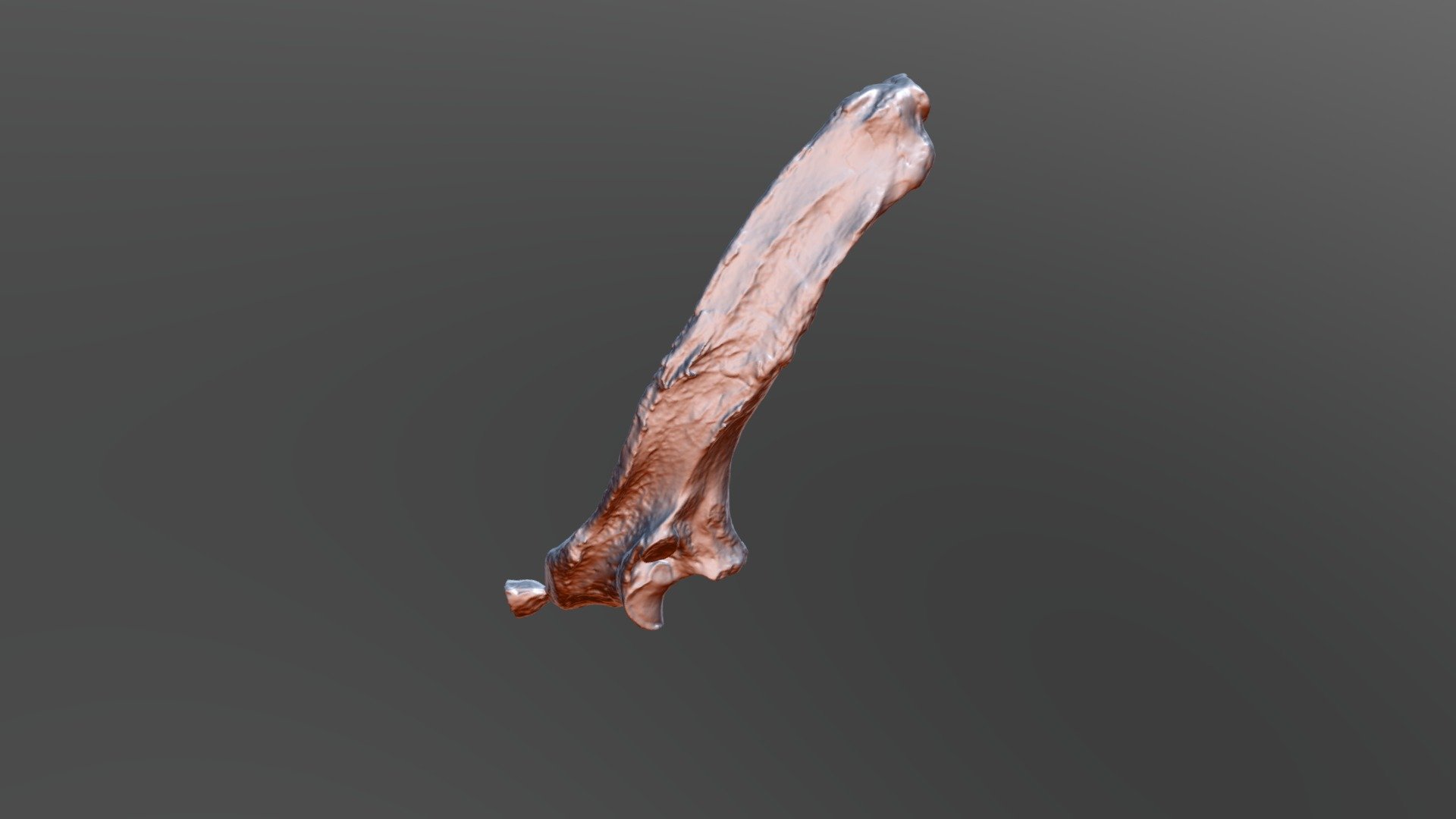 Giant Ground Sloth Ulna (VCU_3D_2432)