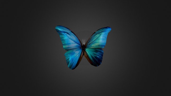 Butterfly-B 3D Model