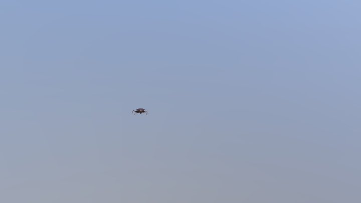 Roach_02 3D Model