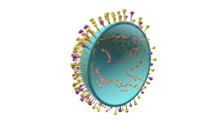 Influenza virus 3D Model