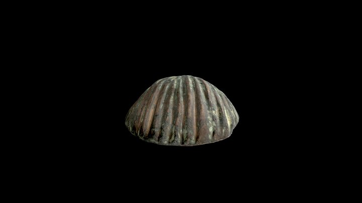CONCHA DE BRONCE 3D Model