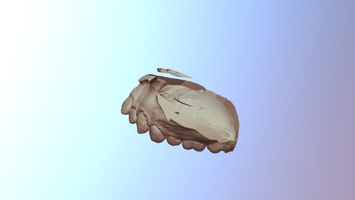 Upper Jaw 3D Model