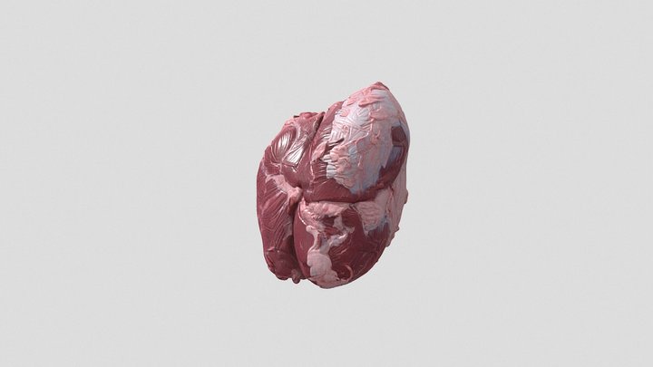 beef cut 3d model – Kostenloses 3D-Modell STL