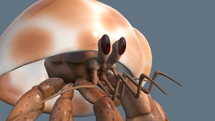 Hermit Crab 3D Model