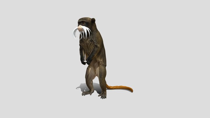 Emperor tamarin 3d model free – Modello 3D gratuito STL