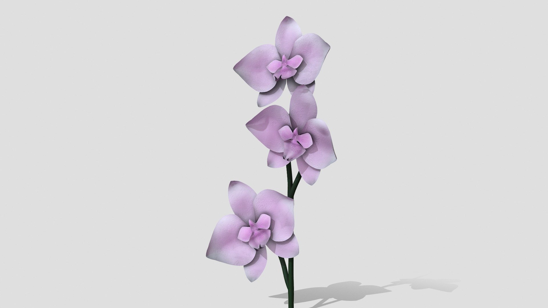 3December2020 | Plant orchid flower