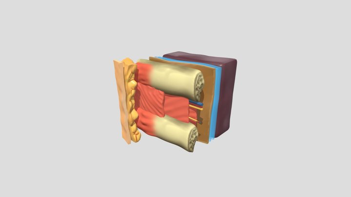 Intercostal space 3D Model