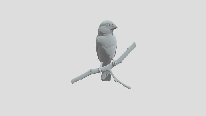 Curió 3D Model