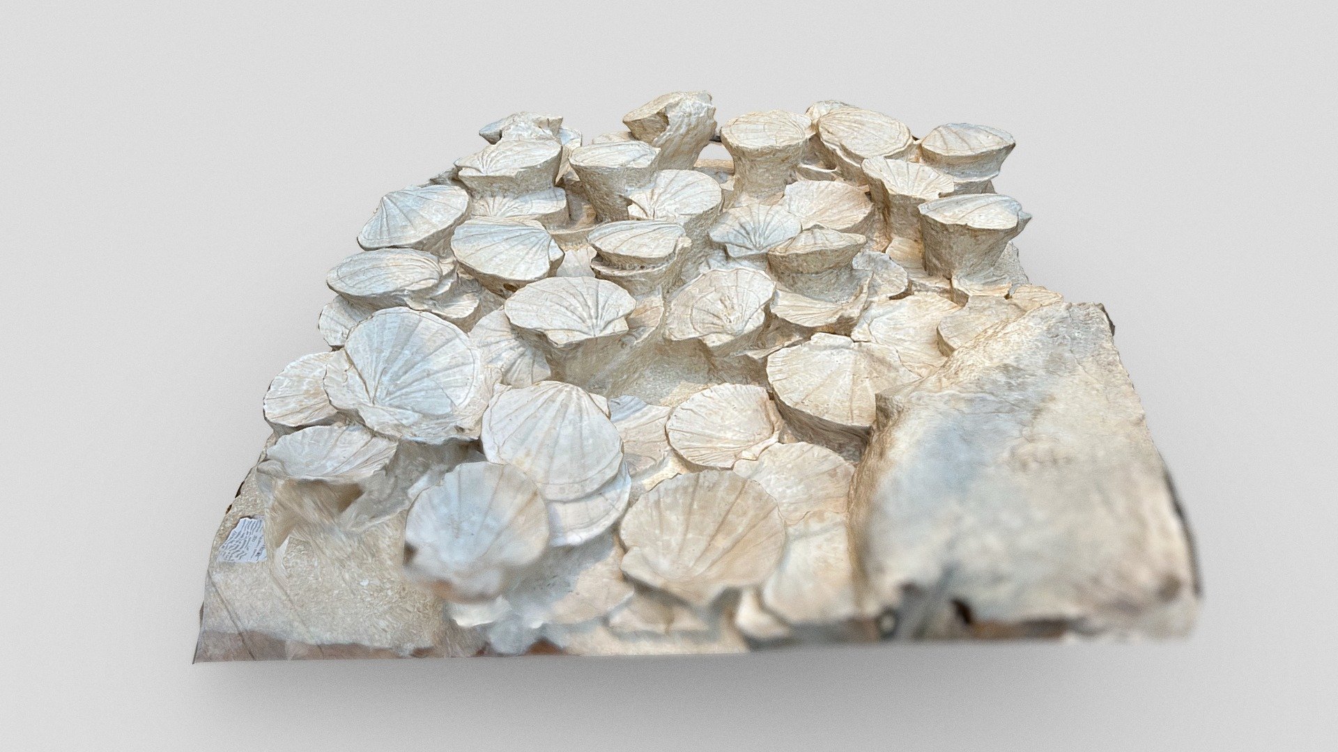 Day 299: Fossil scallops (Museum of Nat. Hist.)