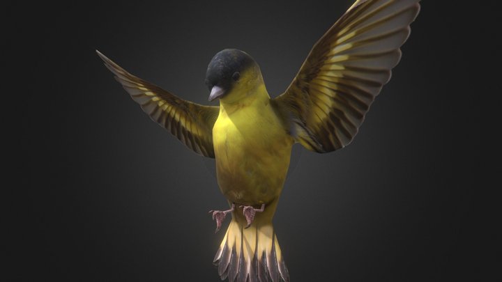 Animal -Bird-Spinus spinus 3D Model