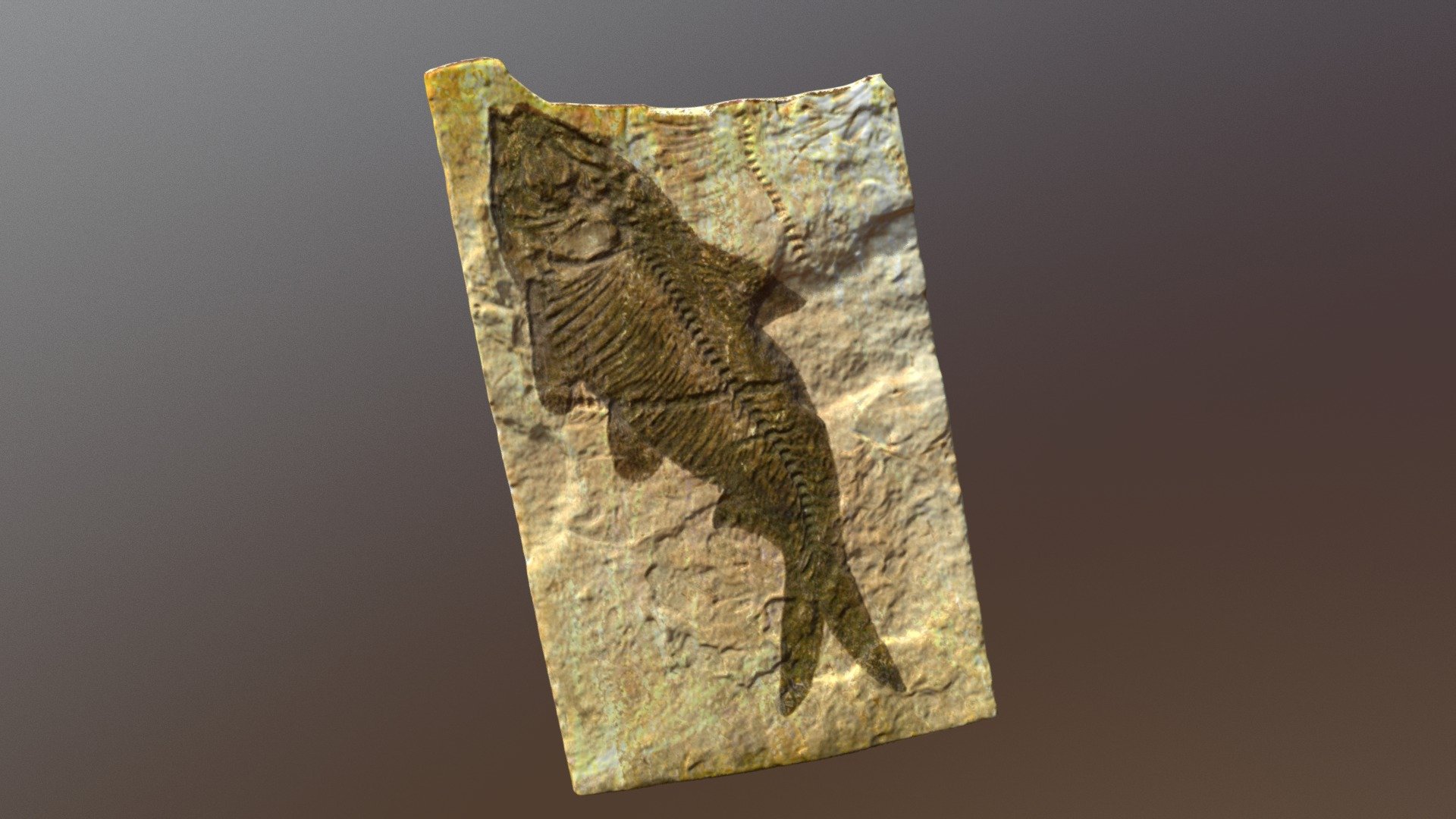 Fish Fossil (VCU_3D_3123)