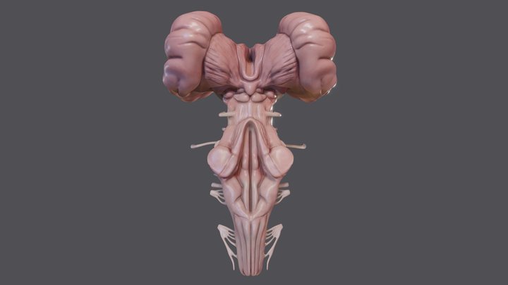 Brain stem 3D Model