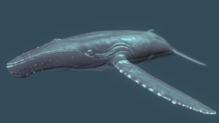 Whale Deep Blue 3D Model
