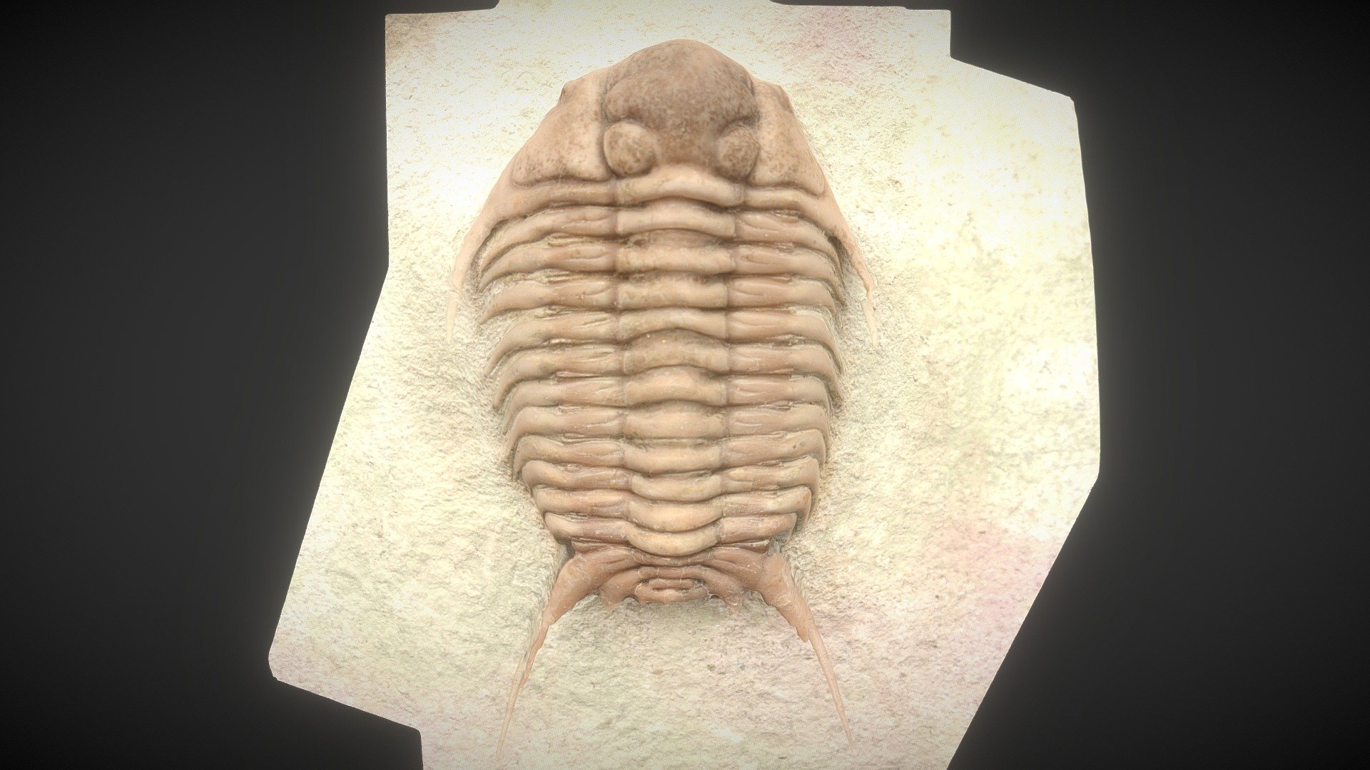 CYRTOMETOPUS CLAVIFRONS FOSSIL TRILOBYTE