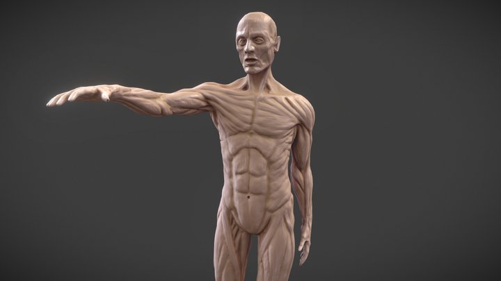 3D Male Body Anatomy by sculpt_m 3D Model