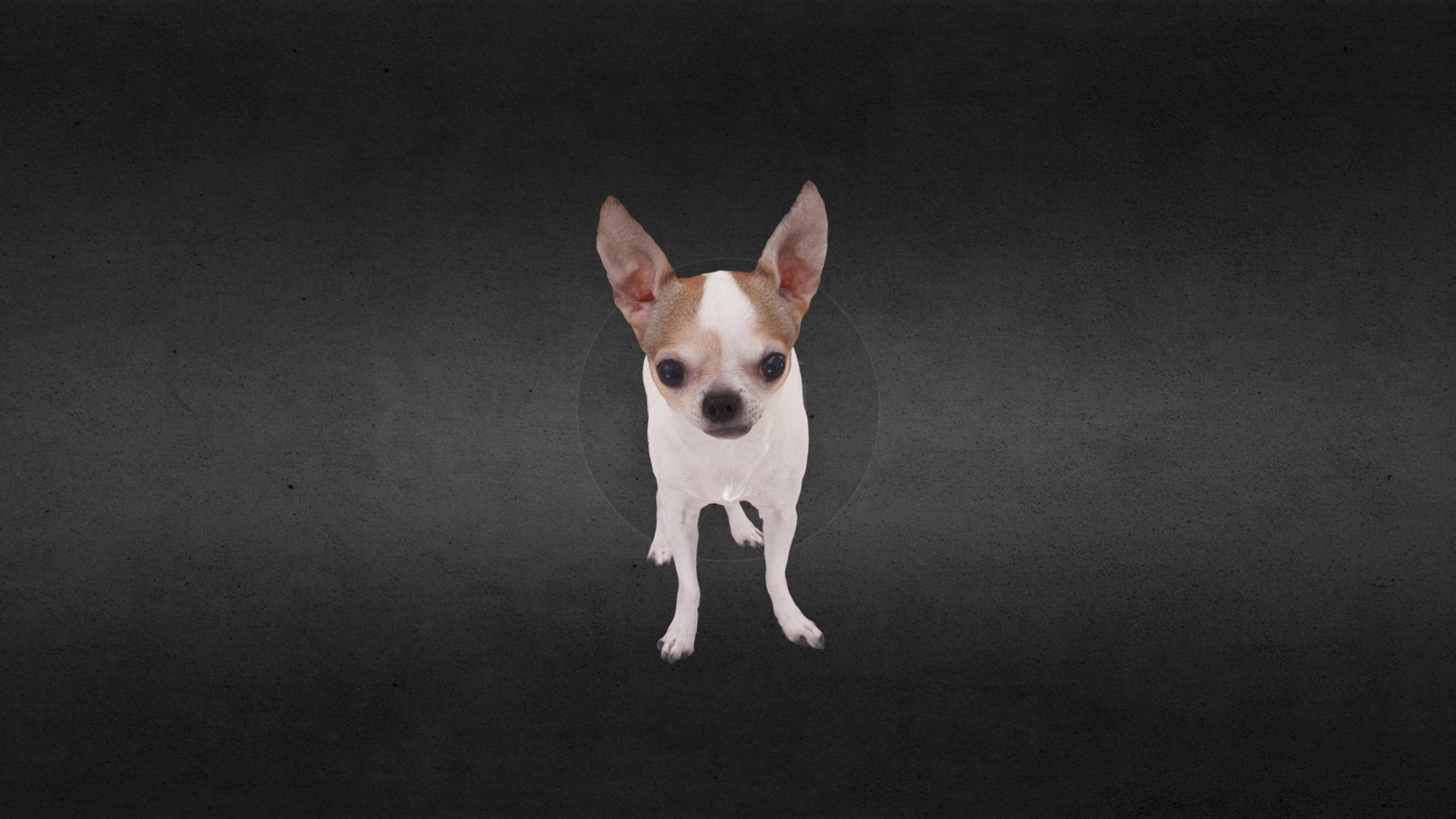 3D model C_Dog-633 - This is a 3D model of the C_Dog-633. The 3D model is about a dog standing on a carpet.