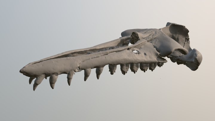 Coronodon extinct whale skull CCNHM 108 3D Model