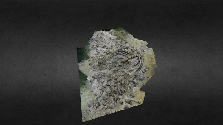 new skeleton - Quintana Roo 3D Model